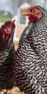 Barred Rock Hens